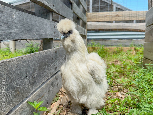 White Silkie Chicken Hen looking curiously at camera by a wood fence