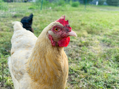 Close-up of a Buff Orpington Chicken Hen staring at camera outside