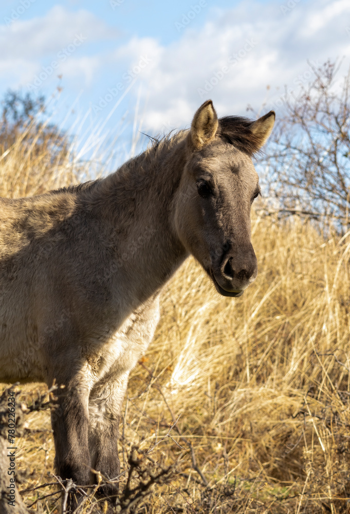 Fototapeta premium Semi wild horses (Tarpans) reintroduced in Bulgaria