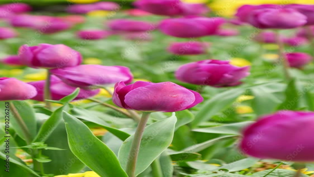 vertical shot of purple tulips in spring vertical shot of purple tulips in spring