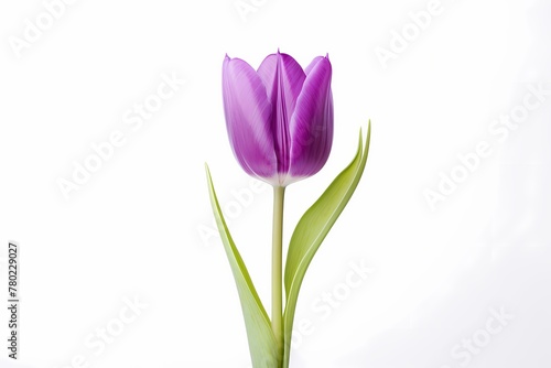 A purple tulip isolated on a white background