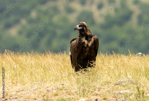 Cinereous vulture sitting on feeding station