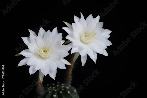 Echinopsis subdenudata cactus flower (Easter lily cactus)