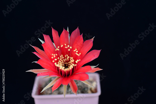 Blooming red flower of Lobivia cactus on black background © ideation90
