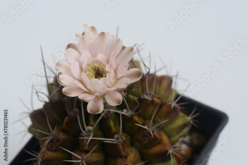 ymnocalycium cactus  flower on white background © ideation90