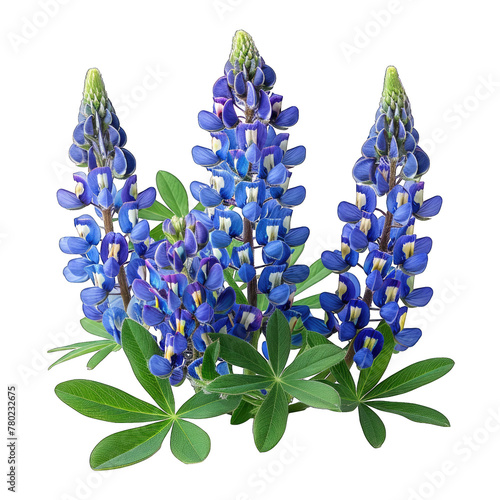 Bluebonnet isolated