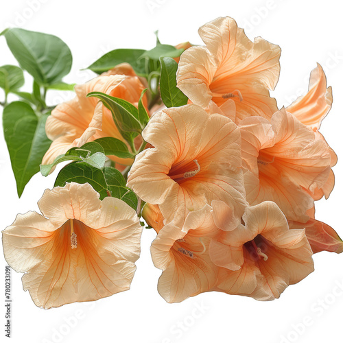 Trumpet Vine flower climbing plant isolated on white