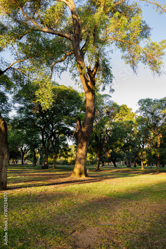 Arbol en Parque El Rosedal photo