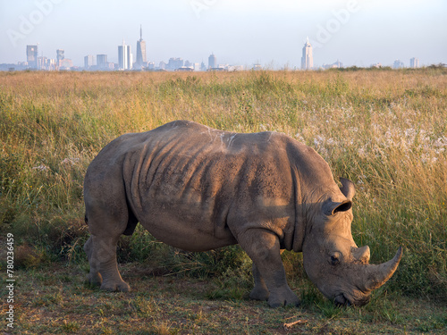 Rhino in Nairobi National Park, Kenya. rhinoceros walks along the road against the backdrop of the city of Nairobi early in the morning,. photo