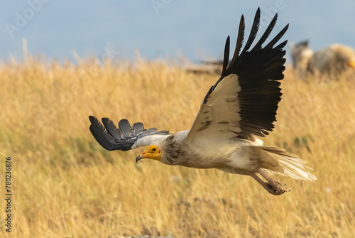 Egyptian vulture in natural habitat in Bulgaria © georgigerdzhikov