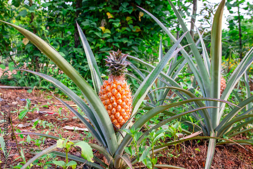 Yellow ripe pineapple on the tree Organic planting simple garden plants PineapplePlantTropical Country