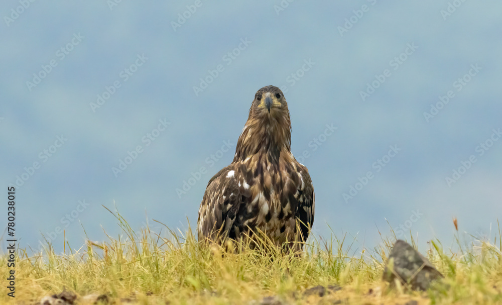 White-tailed Sea eagle sitting on feeding station White-tailed Sea eagle sitting on feeding station