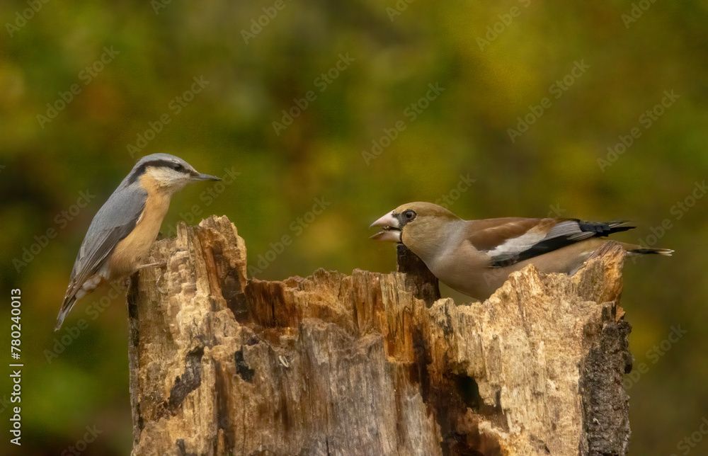 Eurasian Nuthatch (Sitta europaea) in forest Eurasian Nuthatch (Sitta europaea) in forest