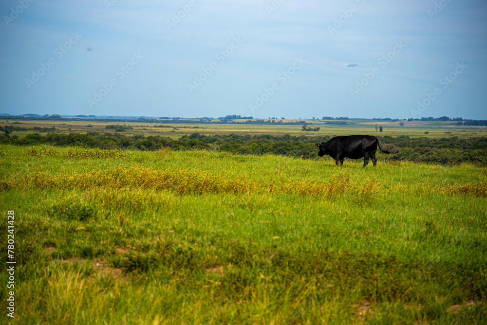 Paisagem rural sul do Brasil fronteira com Uruguai Paisagem rural sul do Brasil fronteira com Uruguai
