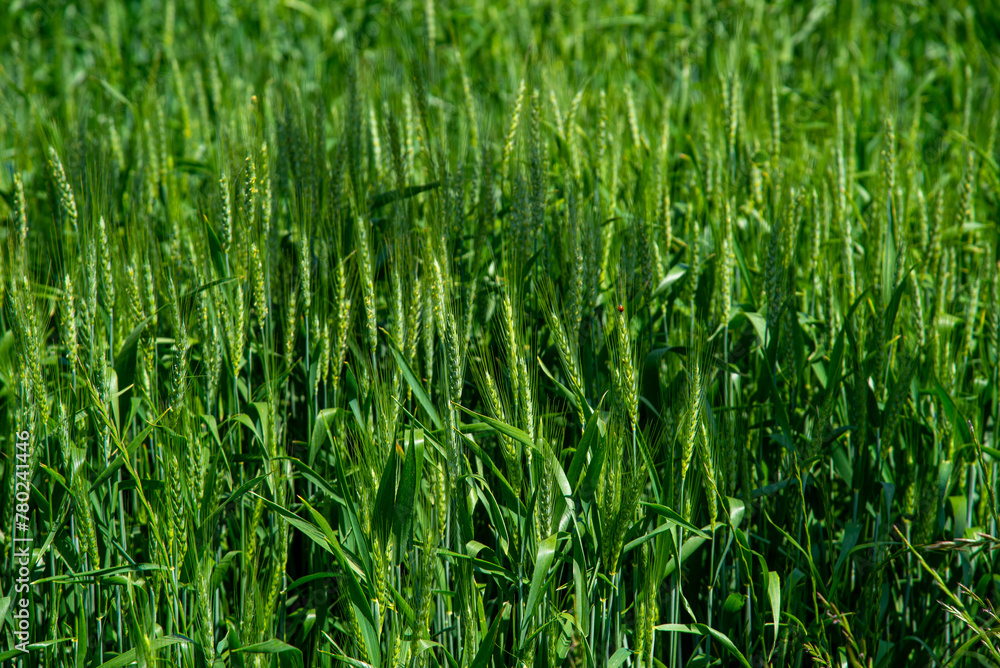 Obraz premium Wheat plantation in grain filling stage