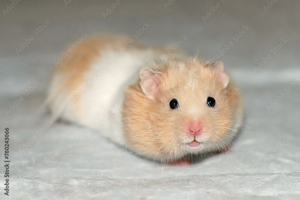 Beautiful long-haired golden hamster Beautiful long-haired golden hamster