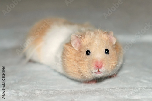 Beautiful long-haired golden hamster