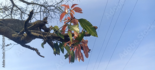 Groups of Leafs touches electrical wire in open sky himachal pradesh India