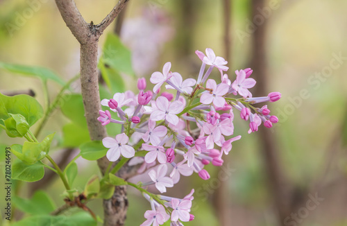 A flower that blooms in spring, a light purple Korean early lilac. Syringa oblata subsp. dilatata photo