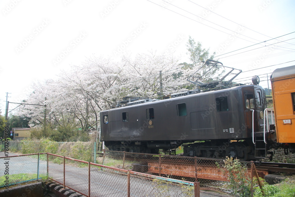 Obraz premium 大井川鉄道の蒸気・電気機関車