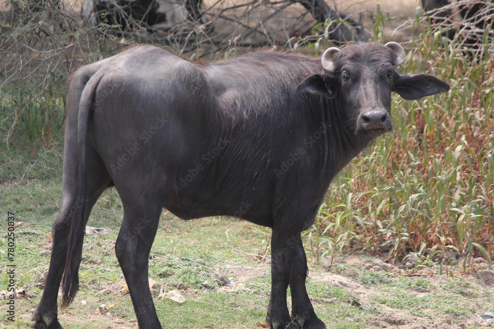 Obraz premium Black and white Indian Buffalo close up 