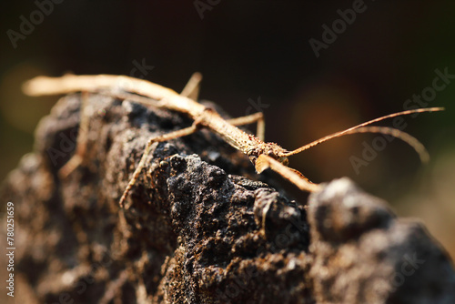 Stick insect (Tenodera pinapavonis)or stick bug, walking stick, stick animal Camouflaged insects in nature photo