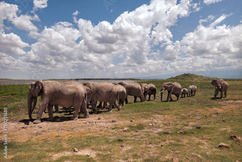 African elephant in Serengeti National Park  Tanzania