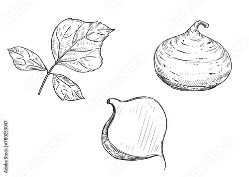 Hand drawn sketch black and white illustration of turnip jicama, root, leaf. Vector illustration. Elements in graphic style label, sticker, menu, package. Engraved style illustration.