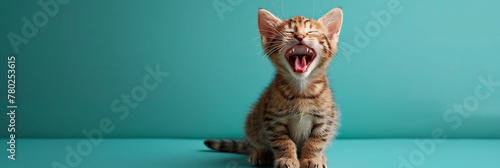 Studio shot of a Cat in a happy mood, against a solid color background, hyperrealistic animal photography