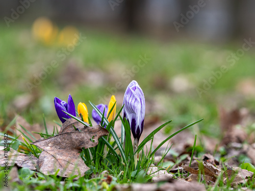 spring is coming - crocus flowers