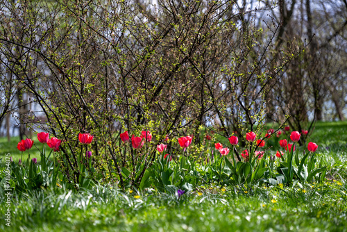 red tulips in spring