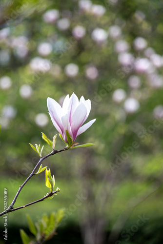 pink magnolia flower