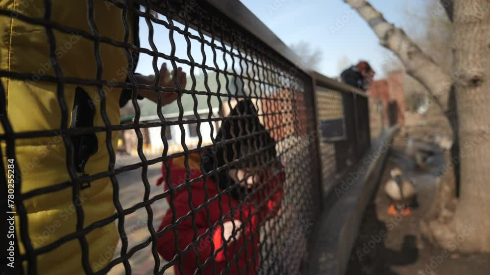 A small child in a red jacket walks in the zoo and looks through the fence. Feeding the animals A small child in a red jacket walks in the zoo and looks through the fence. Feeding the animals