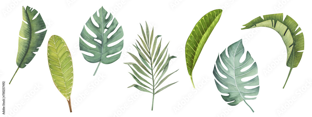 Set of tropical palm leaves isolated without background. Watercolor exotic plant. Hand drawing botanical illustration. jungle design Set of tropical palm leaves isolated without background. Watercolor exotic plant. Hand drawing botanical illustration. jungle design