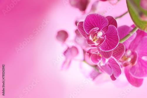 Purple beautiful orchid flower or phalaenopsis over an artistic pink background