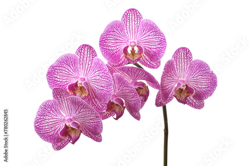 Violet orchid flowers closed up isolated on white