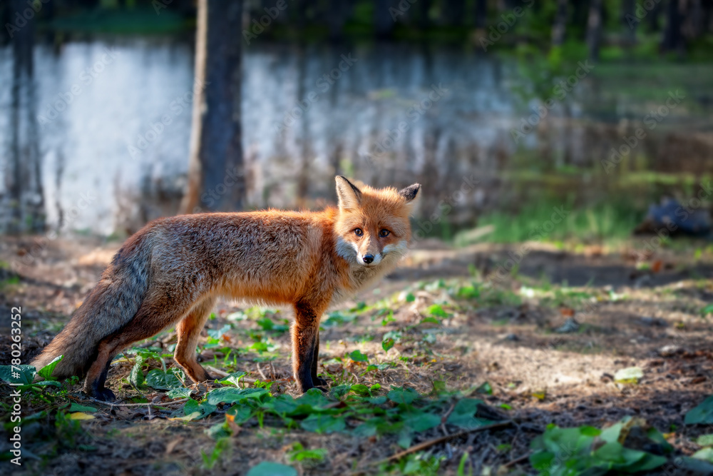 Fototapeta premium Red fox standing in a forest by water