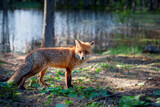 Red fox standing in a forest by water