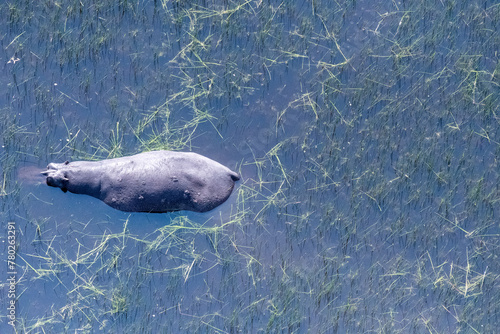 Aerial Telephoto shot of an hippopotamus that is partically submerged in the Okavango Delta Wetlands in Botswana. photo