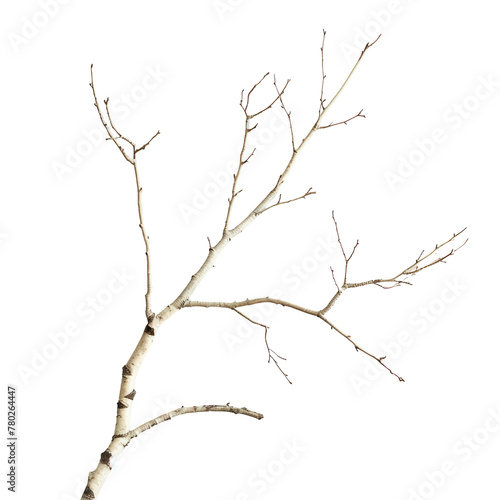 Bare tree in transparent bgness with no leaves