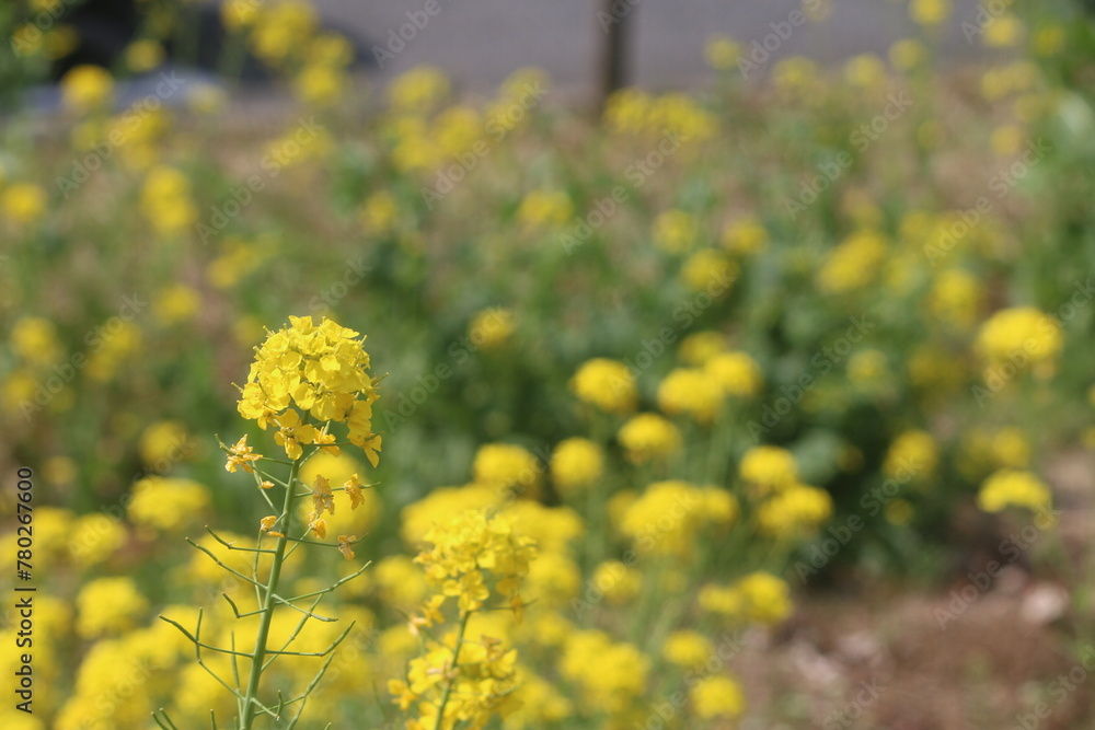 Obraz premium 黄色い菜の花