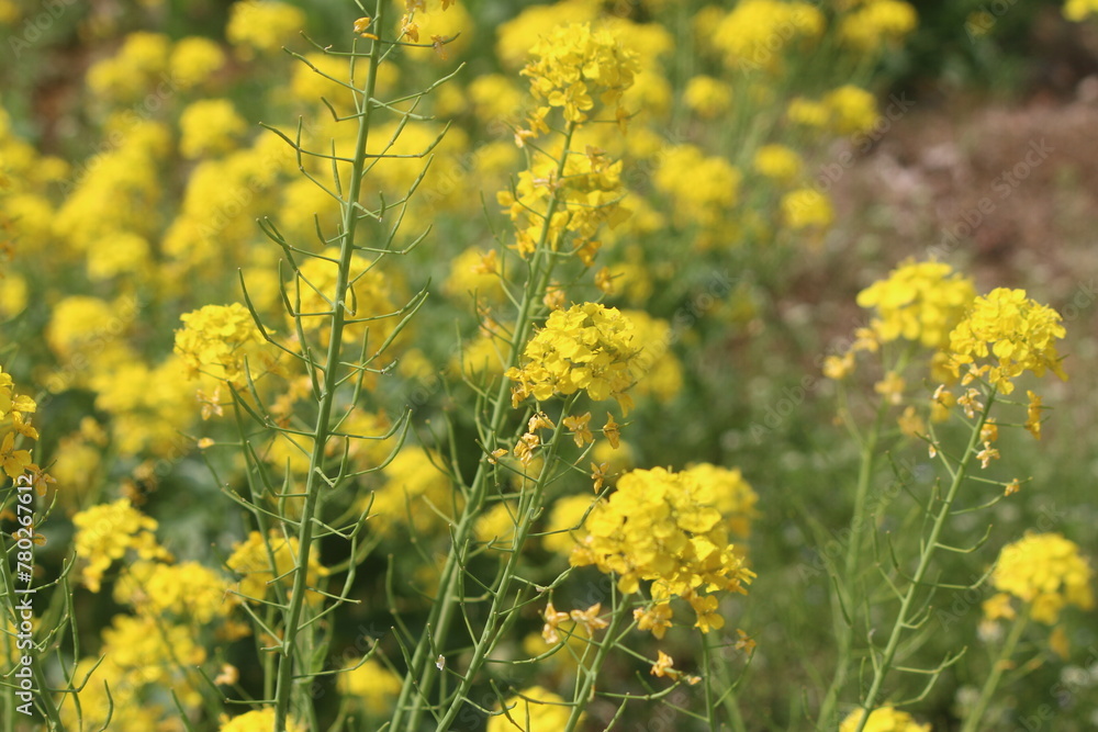 黄色い菜の花