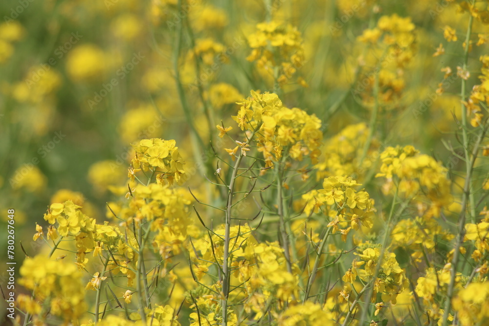 黄色い菜の花