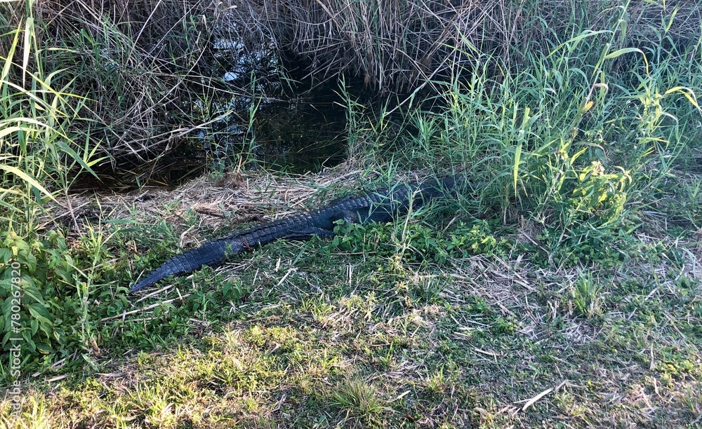 Large Alligator at Everglades Florida Large Alligator at Everglades Florida