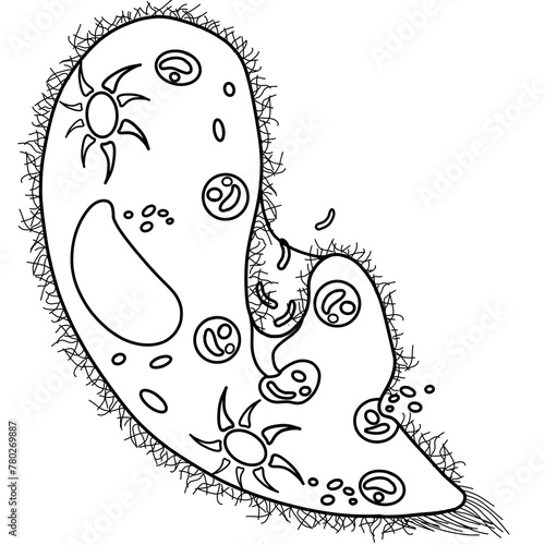 Εκτύπωση καμβά The paramecium is a part of every human body