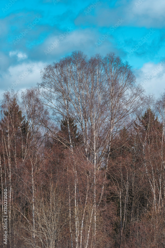 Spring trees by Skreia in the cultural landscape of Toten. Spring trees by Skreia in the cultural landscape of Toten.