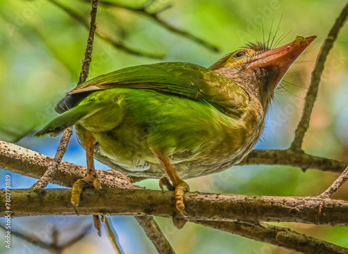 Brown-headed Barbet
