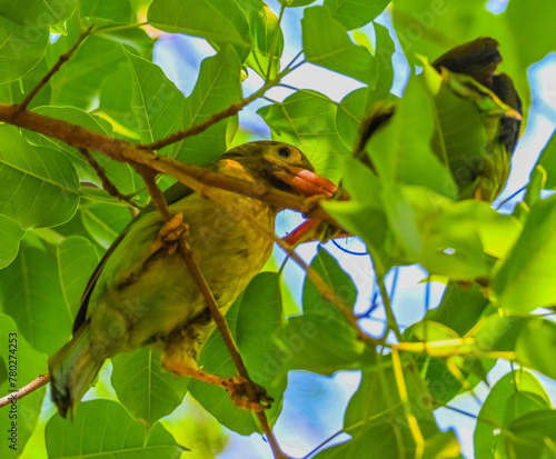 Brown-headed Barbet