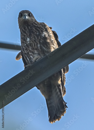 Black Kite