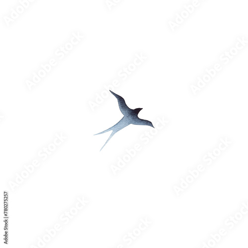 Swallow  martlet. Clear white sky  bird in natural habitat. Barn swallow flying  wings spread. Hirundo rustica on white background. Wildlife. Tattoo design  watercolor art  wild animals  free 